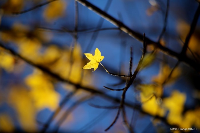 Single yellow maple leaf on a branch against blue sky
