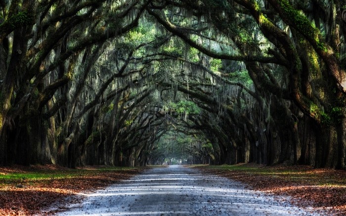 Avenue of Live Oaks draped in Spanish Moss