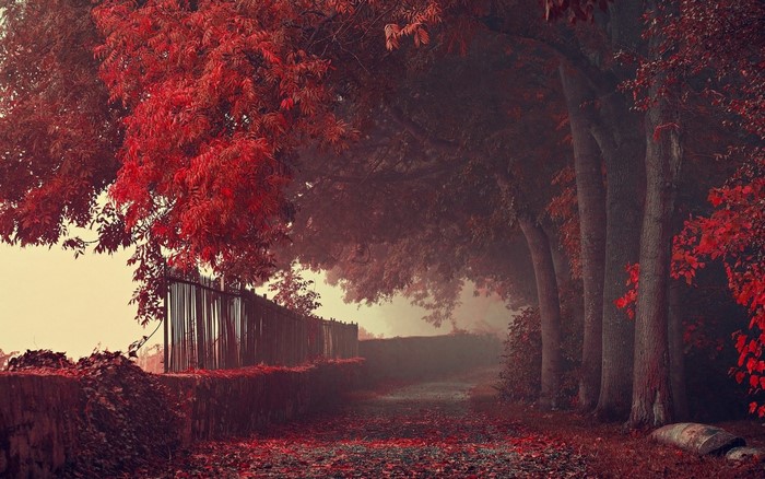 Red trees and a misty path in autumn