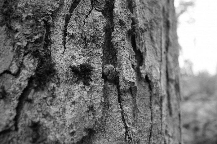 Snail on a tree trunk in monochrome