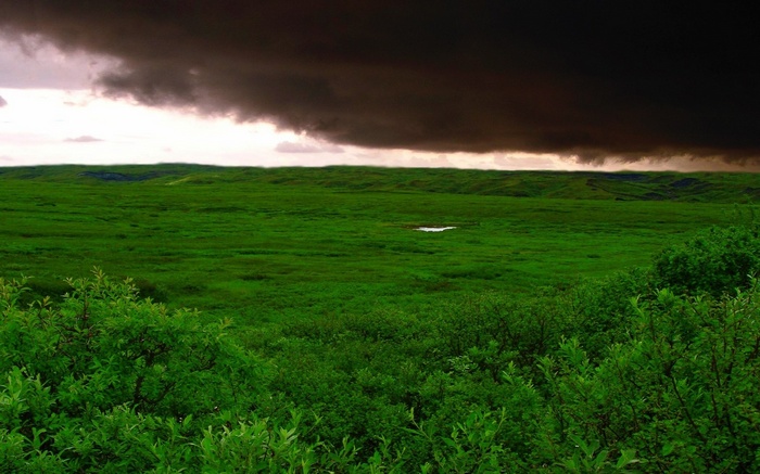 Stormy sky over a green field with bushes