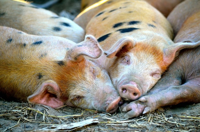 Two spotted pigs sleeping closely together