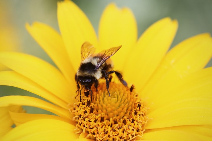 Bumblebee on a yellow flower collecting pollen