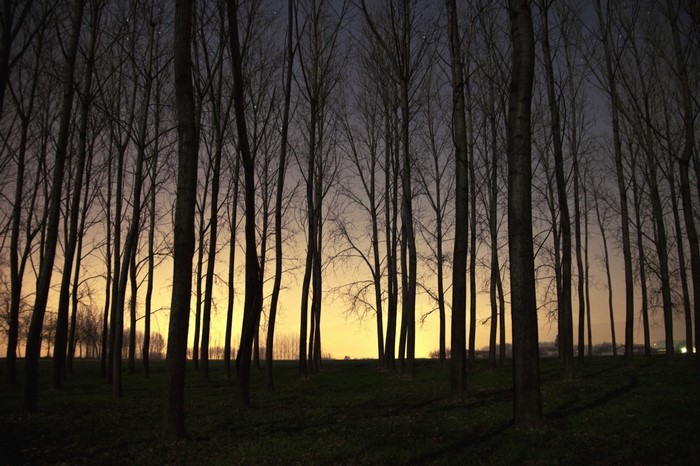 Bare trees in a forest at dusk with a yellow sky