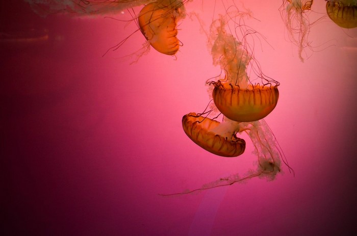 Orange jellyfish with long tentacles on pink background