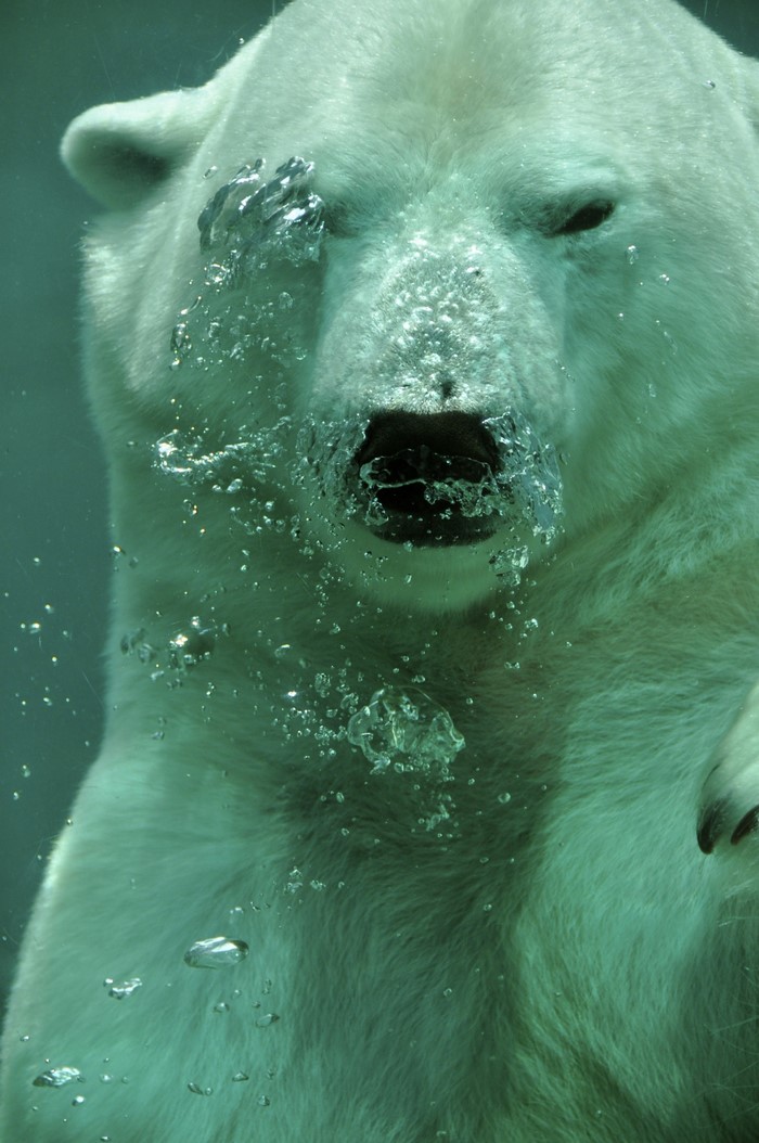 Polar bear swimming underwater with bubbles