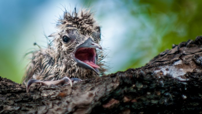 Baby bird with open beak on a tree branch
