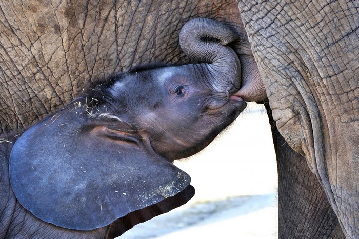 Baby elephant nursing from mother