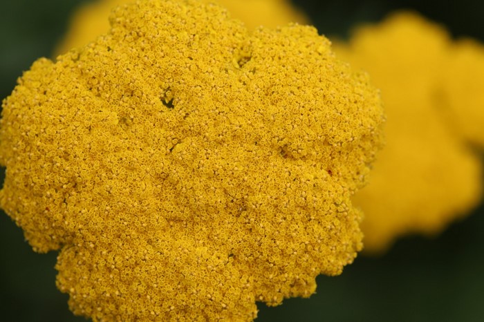 Close-up of Yellow Yarrow Flower in Bloom