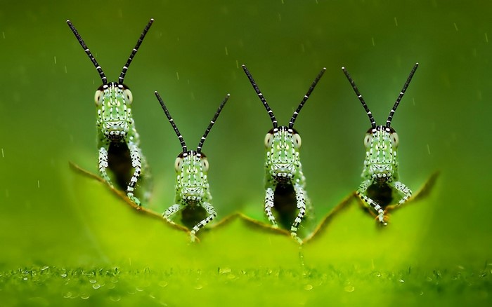 Four grasshoppers on a leaf in the rain