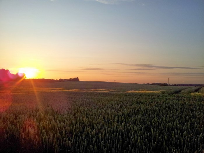 Sunset over a field of wheat with lens flare