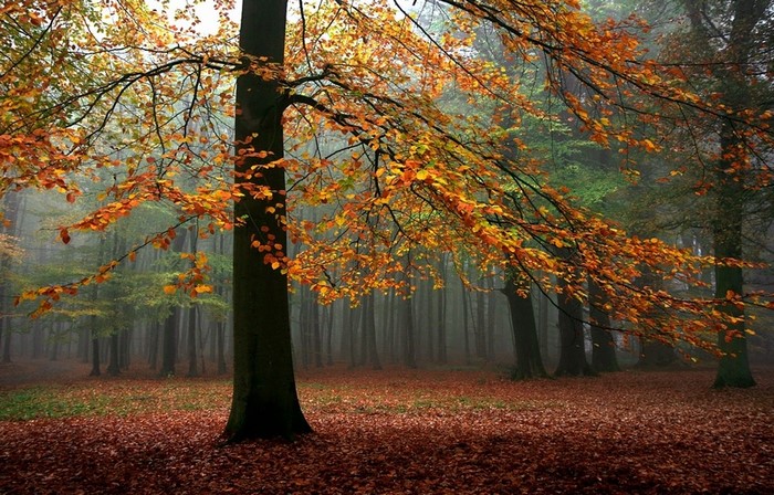 Autumn forest with fallen leaves and mist