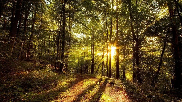 Sunlight filtering through trees in a forest with a path