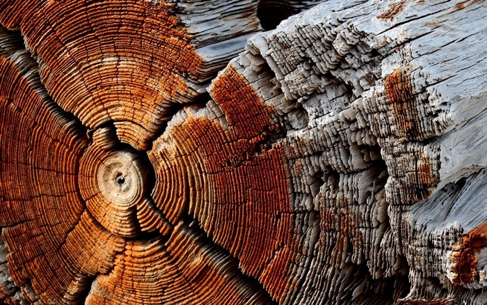 Close-up of weathered wood grain and tree rings