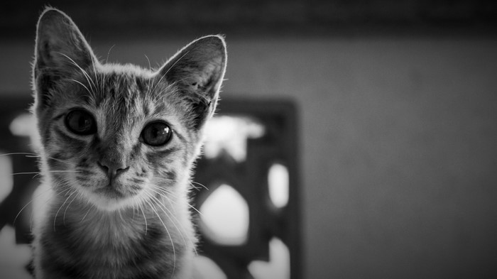 Close up of a kitten's face