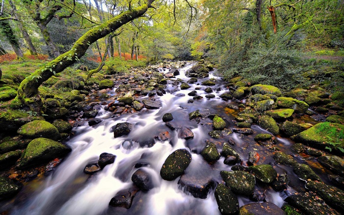 Mossy forest stream with rocks and trees