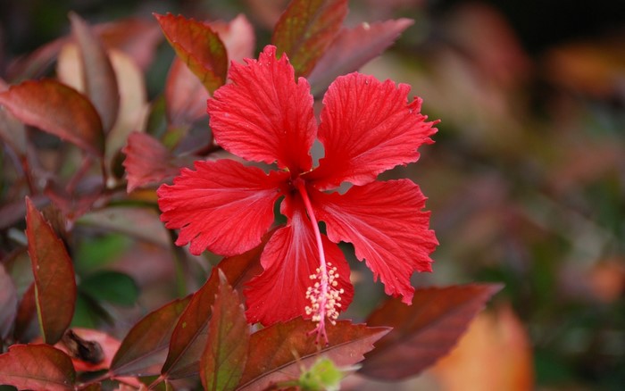 Vibrant Red Hibiscus Blossom in Autumn Leaves