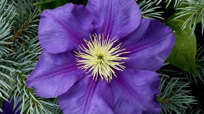 Purple Clematis flower with pine needles