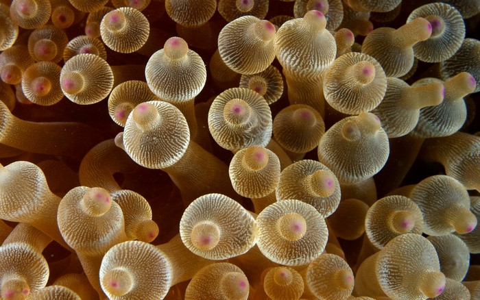 Close-up of Sea Anemone Tentacles