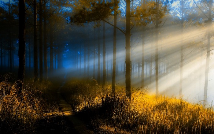 Sunlight Beams Through Misty Forest Path