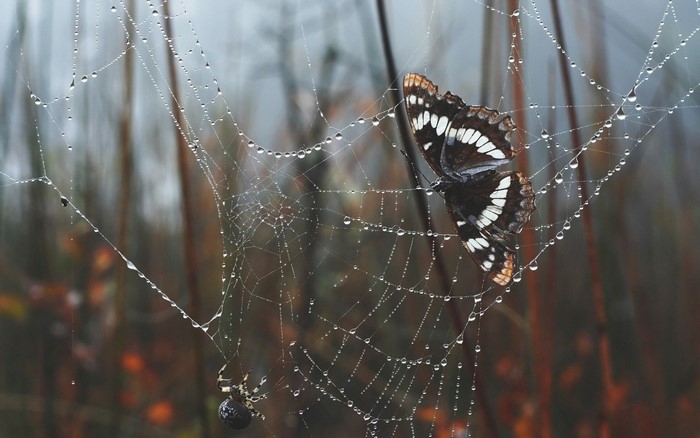 Butterfly and spider on a dew-covered web