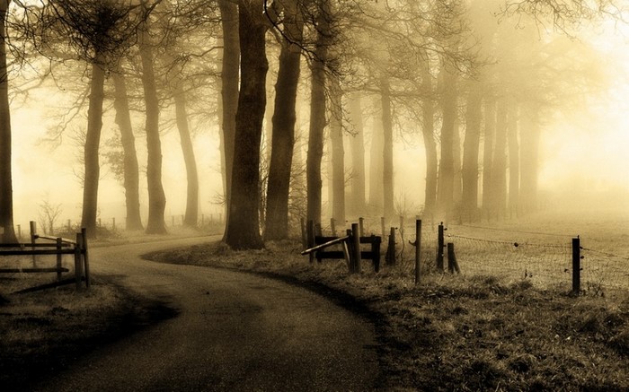 Winding road through a misty forest in the Netherlands