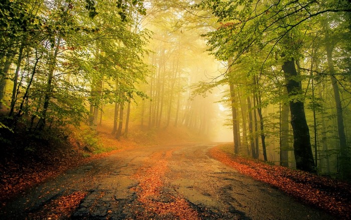 Road through a misty autumn forest with fallen leaves