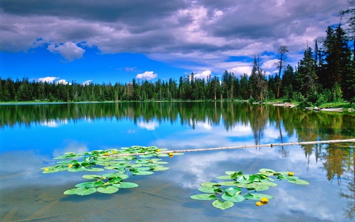 Lake with lily pads and forest reflection