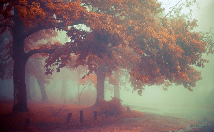 Misty autumn forest with orange leaves
