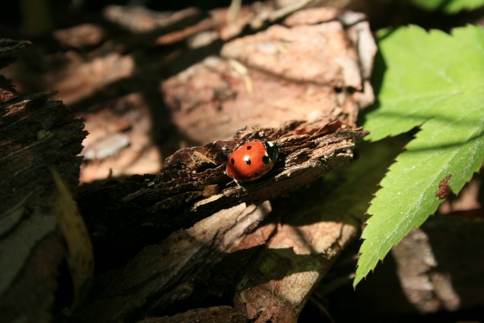 Ladybug on a piece of bark with green leaf