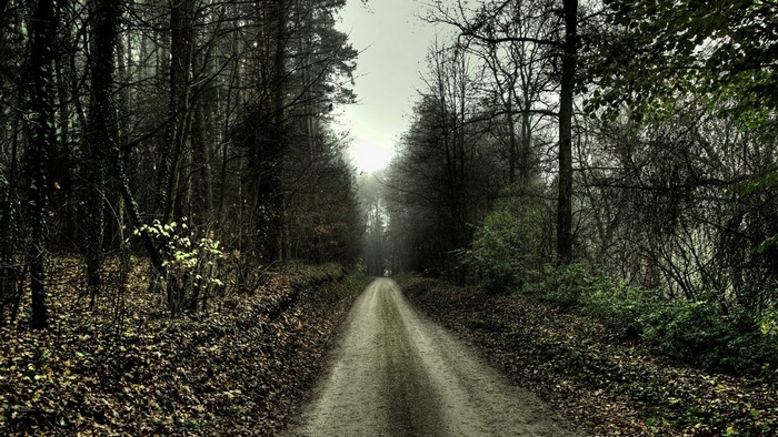 A dirt path through a misty, dark forest in autumn