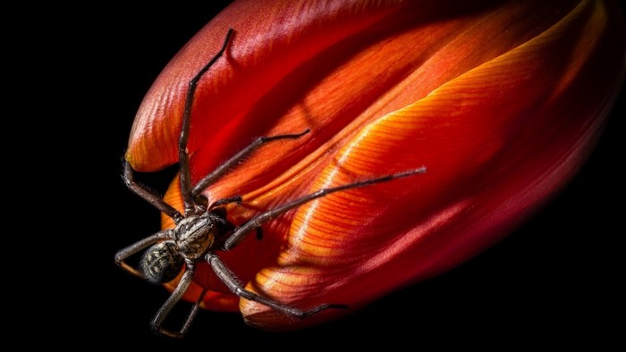 Spider on a red tulip petal