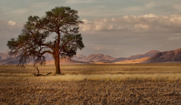 Lone tree in a vast grassland with rolling hills