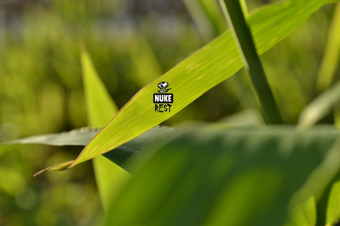 Logo on a green leaf in sunlight