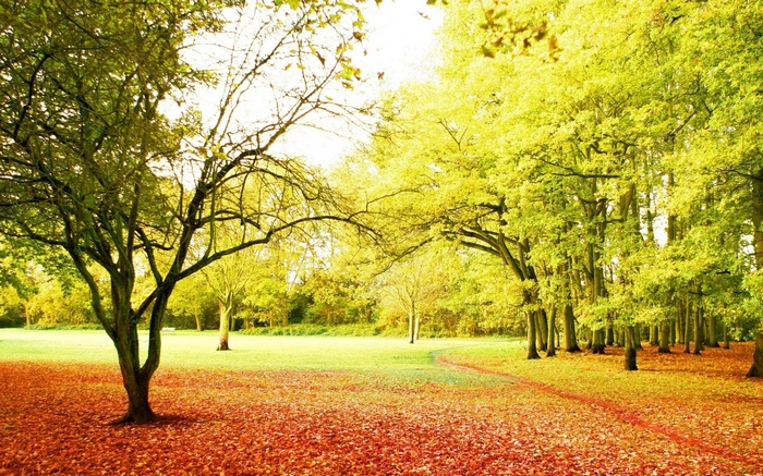 Autumn park with fallen leaves and trees