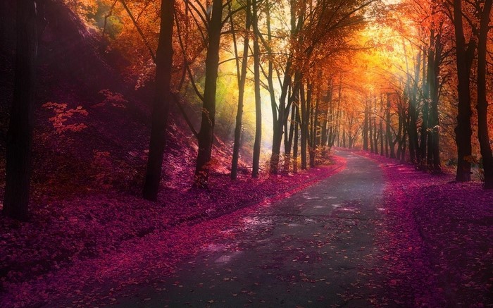Autumn forest road with colorful leaves and sunlight