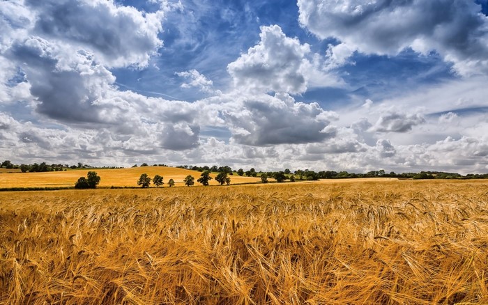 Golden wheat field under a cloudy blue sky