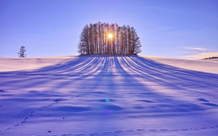 Winter landscape with trees and sunbeams
