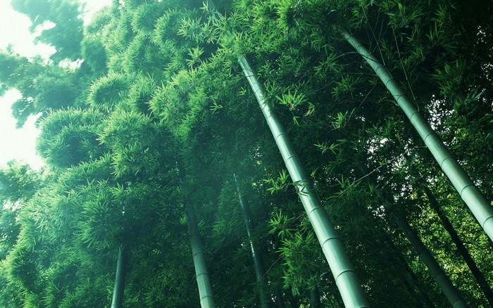 Bamboo forest with sunlight filtering through leaves