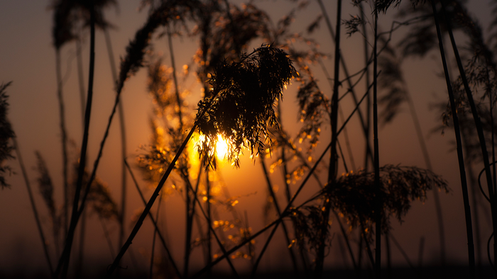 Sunset through reeds with bokeh