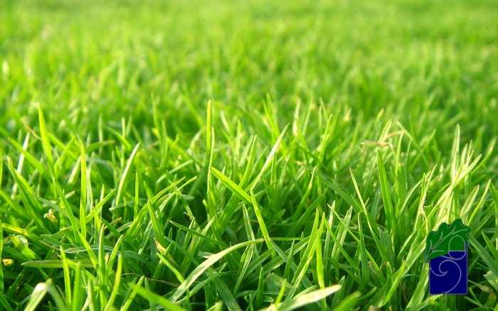 Close-up of green grass with a logo