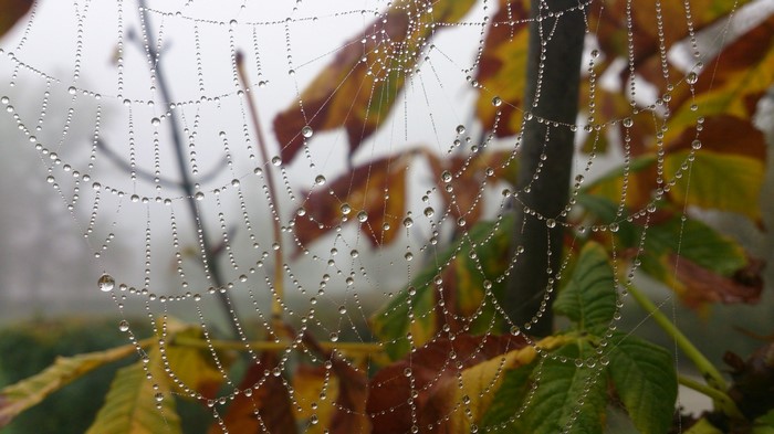 Spider web with dew drops and autumn leaves