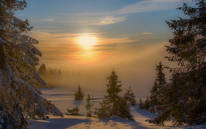 Sunlit Snowy Forest with Mist at Sunrise
