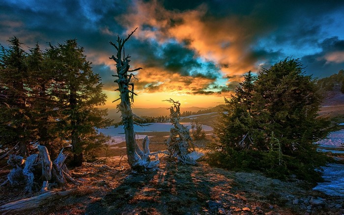 Dead trees and evergreen trees at sunset in a snowy landscape