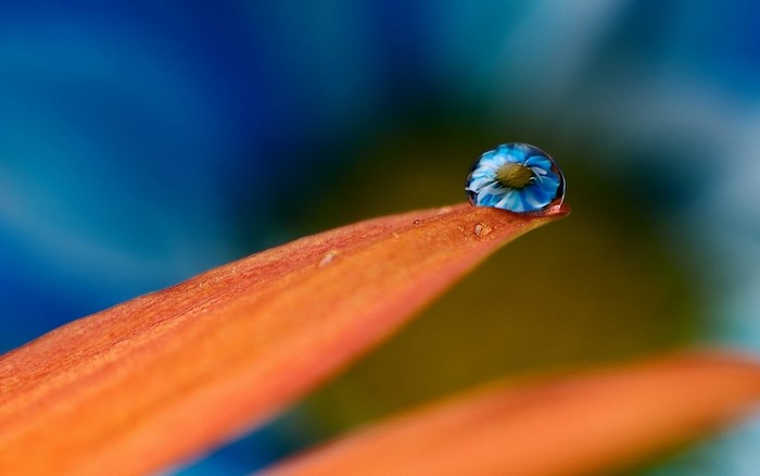 Water drop with blue flower reflection on orange leaf