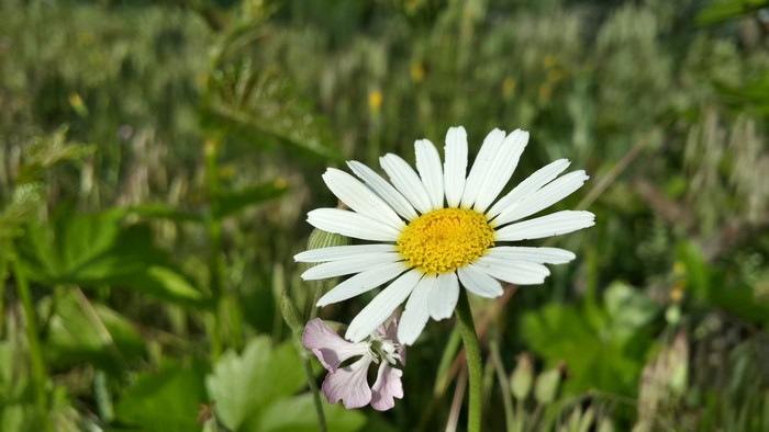 Close-up of a white daisy with a yellow center in a green field