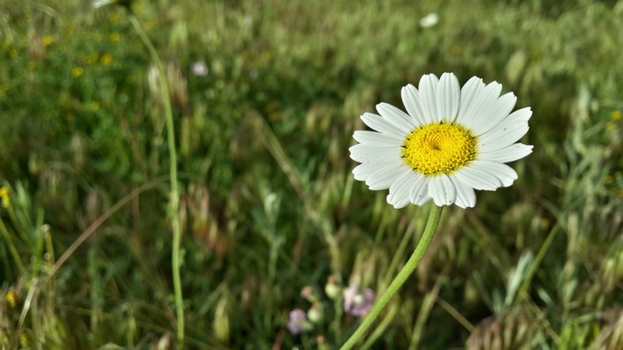 Close-up of a white daisy with a yellow center in a green field