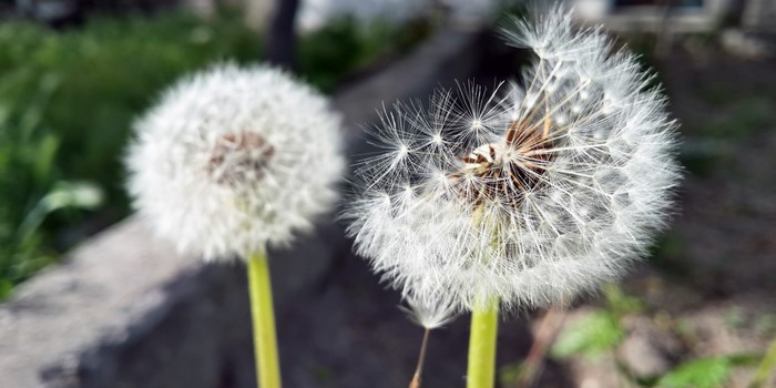 Two dandelions, one fluffy and one with seeds blowing