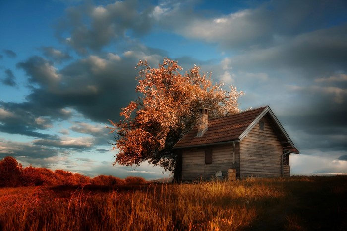Wooden house and tree in a field at sunset