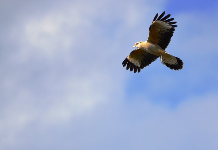 Majestic Hawk Soaring in a Clear Blue Sky